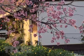  [Foto] Da Lat se tiñe de color de rosa por las flores de cerezo