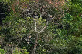 [Foto] Kon Tum: biodiversidad en el parque Kon Plong