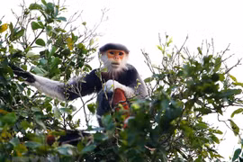[Foto] Douc langur en península de Son Tra