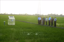 La delegación del BM realizó una visita de trabajo a Can Tho, en el Delta del Mekong, sobre la producción de arroz de bajas emisiones (Fuente: VNA)