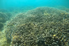 La situación del desarrollo de los corales en la Bahía de Nha Trang tiene muchos signos positivos (Fuente: VNA)