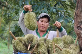 Cosecha de durián en la provincia survietnamita de Binh Phuoc (Fuente: VNA)