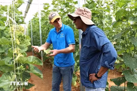 El periódico francés Le Monde califica la provincia norteña vietnamita de Son La como un modelo de desarrollo agrícola ecológico (Fuente: VNA)