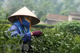 Analizan oportunidades de cooperación entre Vietnam y China en producción de té y café