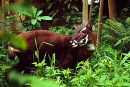 Impulsan en Vietnam conservación del antílope Saola 