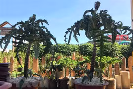 Celebrarán en Vietnam Festival de Bonsai y Suiseki de Asia-Pacífico 