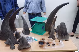 Promueven en Vietnam las investigaciones sobre el tráfico de animales silvestres
