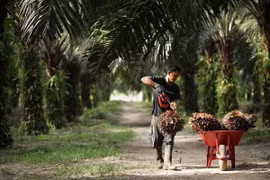 Considera la India limitar importación de productos de Malasia