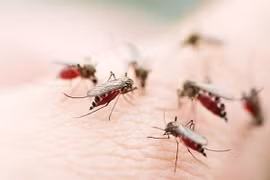 Aumentan en Filipinas casos de dengue