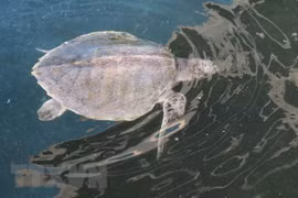 Vietnam intensifica preservación de tortugas en peligro de extinción 