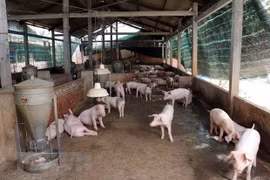 FAO y OIE apoyan a Vietnam en la lucha contra epidemia de fiebre porcina africana