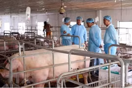 Muestra provincia vietnamita de Hai Duong fuerte desempeño en modernización rural