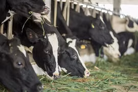 Proyecta Vietnam a producir más de un millón de toneladas de leche en 2020