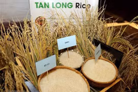 Exportó Vietnam más de cuatro millones de toneladas de arroz en siete meses de 2019