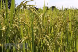Se esfuerza Vietnam por responder al cambio climático