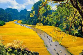 Dorados campos de arroz en la Semana de Turismo de Ninh Binh 2019