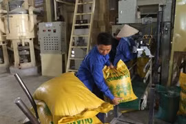 Cae valor de las exportaciones de arroz de Vietnam