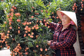 Provincia vietnamita de Bac Giang aumenta exportación de lichi 