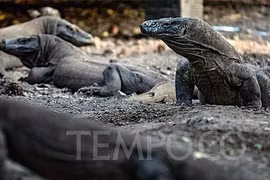 Planea Indonesia construir Museo del Dragón de Komodo