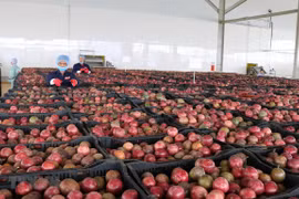 Entra en servicio en Vietnam importante centro procesador de productos agrícolas