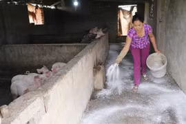 Recomienda FAO a Vietnam mantener alta la vigilancia contra la Peste Porcina Africana
