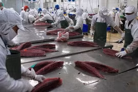 Aumentan exportaciones de atún vietnamita a Italia
