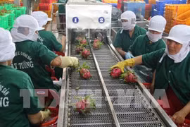Aumenta Vietnam la exportación de verduras y frutas
