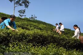 Aumentan exportaciones vietnamitas de té un 15,4 por ciento en el primer trimestre en 2019