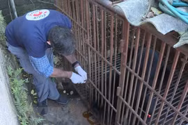 Rescatan en Vietnam a un oso negro asiático cautivo durante casi 30 años