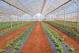 Impulsa ciudad vietnamita la cooperación agrícola con Nueva Zelanda