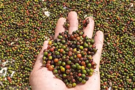 TLC Vietnam-UE, oportunidades para exportaciones de productos agrícolas y acuáticos