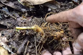 Provincia vietnamita se empeña en elevar valor del ginseng Ngoc Linh