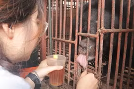 Mejoran en Vietnam conciencia pública sobre la protección de los osos 