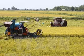Espera Vietnam superar este año en 150 mil toneladas la cosecha arrocera de 2018