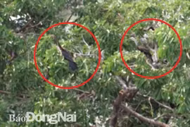Descubren en provincia vietnamita de Dong Nai valiosa especie de ave