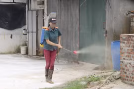 Asiste la FAO a Vietnam en lucha contra epidemia de fiebre porcina africana