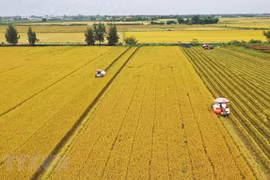 Promueven expertos japoneses medidas para intensificar la cooperación agrícola con Vietnam