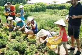 Promueven en Ciudad Ho Chi Minh el turismo agrícola 