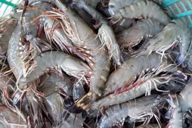 Presentan tecnología japonesa para el cultivo sostenible de camarones en Delta del Mekong en Vietnam