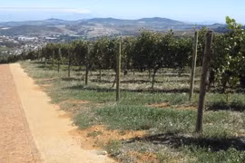 Exportará Sudáfrica uva fresca a Vietnam