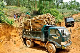 Establecerá Vietnam regulaciones sobre productos madereros 