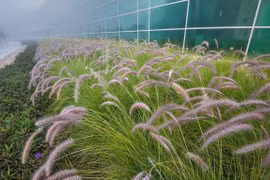 Tailandia reanuda proyecto de biocombustibles