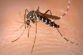 Filipinas y Tailandia refuerzan esfuerzos para luchar contra dengue 