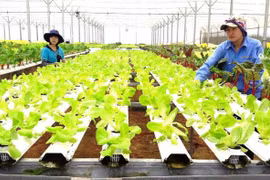 Registran en Vietnam 17 grandes proyectos de inversión en sector agrícola en 2019