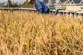 Anuncia Camboya estrategia de desarrollo agrícola para período 2019-2023