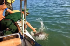 Devuelven rara tortuga marina a su hábitat en provincia vietnamita de Quang Ninh