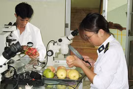 Amplía Vietnam la exportación de frutas al mercado estadounidense