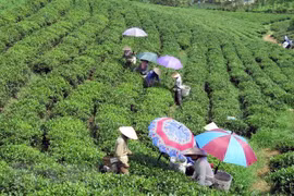 Desarrolla Tailandia en Vietnam proyecto de economía de suficiencia para desarrollo comunitario sostenible
