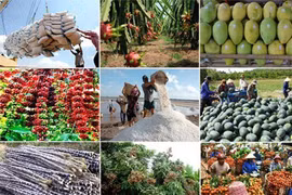 Agrosilvicultura y acuicultura de Vietnam logran altos ingresos en nueve meses de 2019