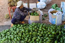 Promueve Vietnam exportación de sus aguacates a Estados Unidos